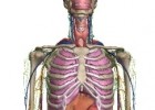 Il corpo umano in 3D